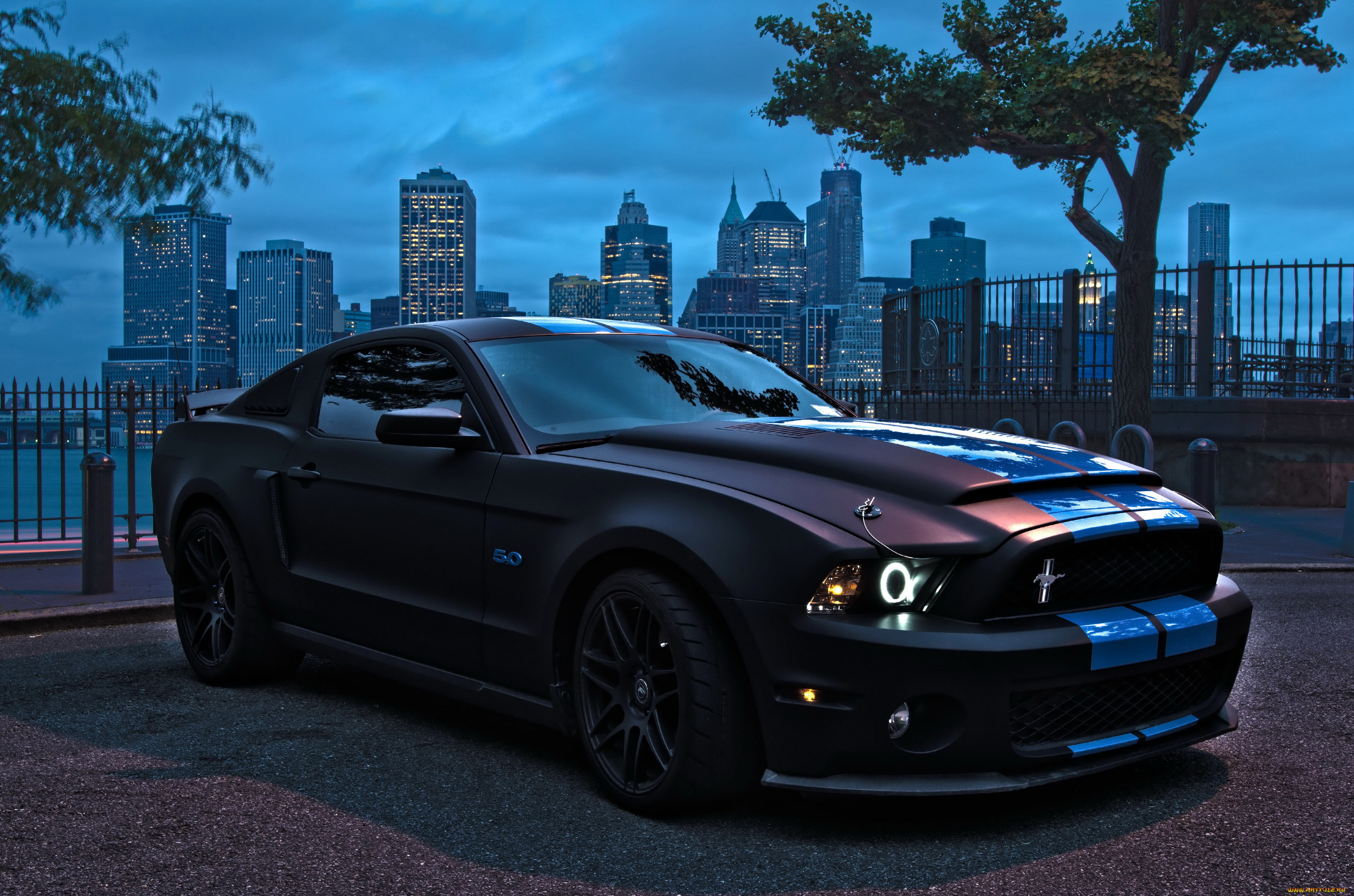 , mustang